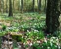 2 żółte i 1 zielony - łączna długość wszystkich ścieżek wynosi 91 km rowerowym -