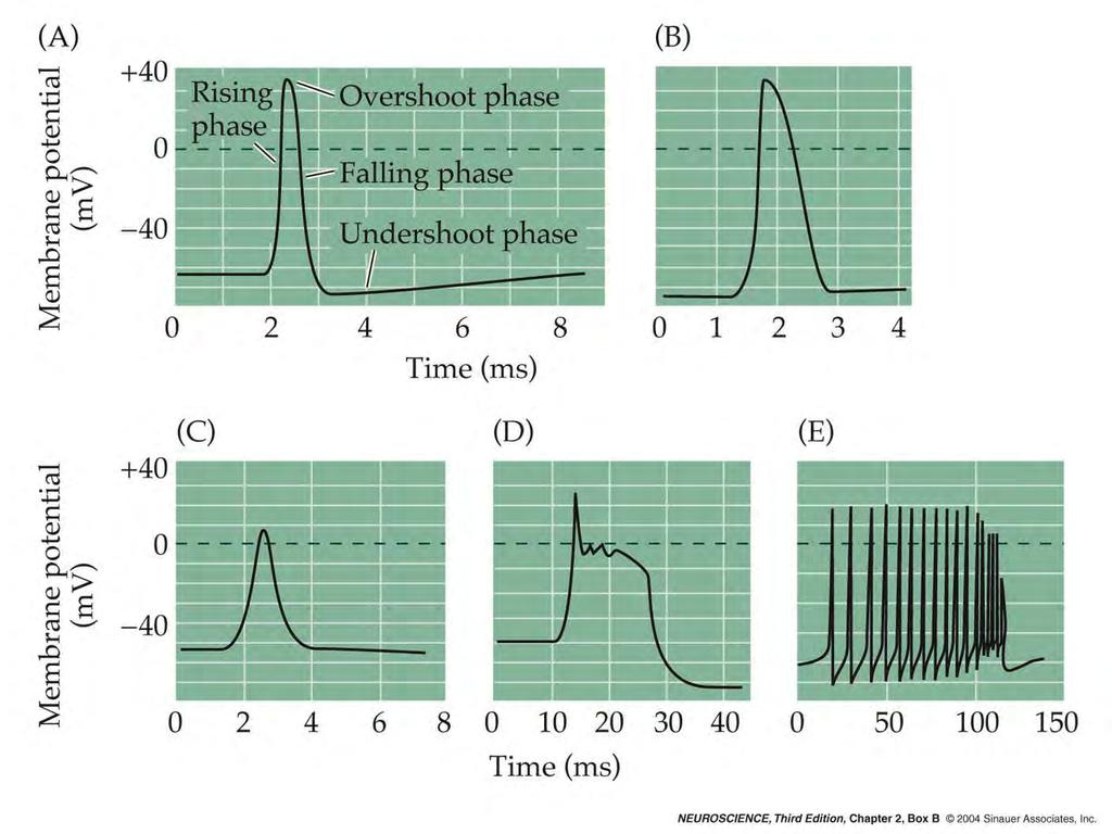 Box B Action Potential Form and Nomenclature Pcz w różnych neuronach ma różny kształt ( waveform ) ale wnioski z eksperymentów na kałamarnicy zasadniczo obowiązują wszędzie A- squid, B