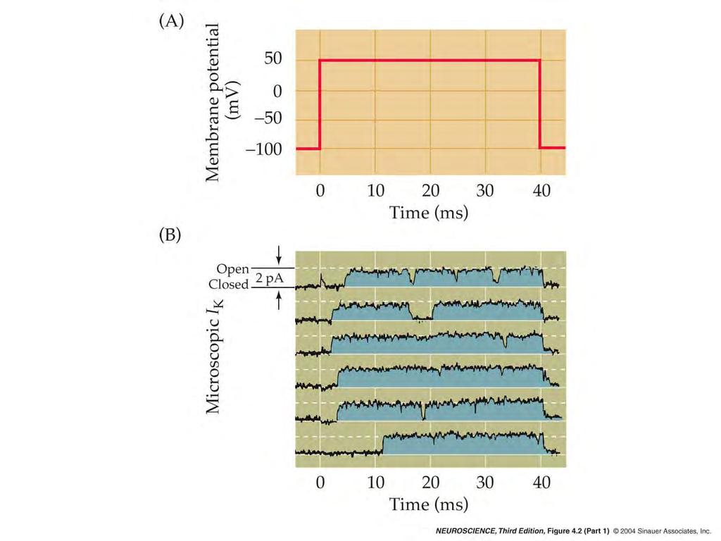 4.2 Measurements of ionic currents flowing through single K + channels.