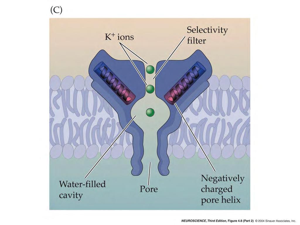 4.8 Structure of a simple bacterial K + channel determined by crystallography.