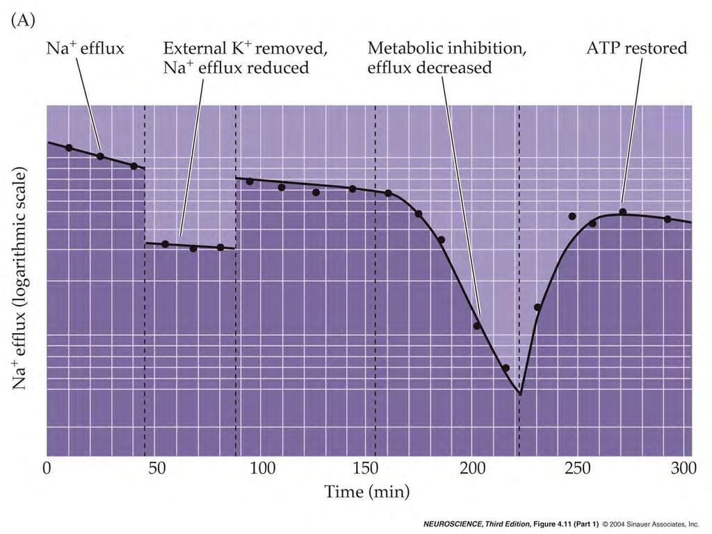 4.11 Ionic movements due to the Na + /K + pump. (Part 1) Np.