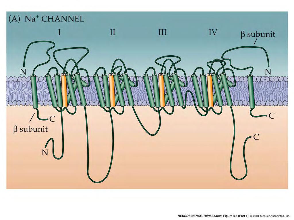 4.6 Topology of principal subunits of voltage-gated Na channels.