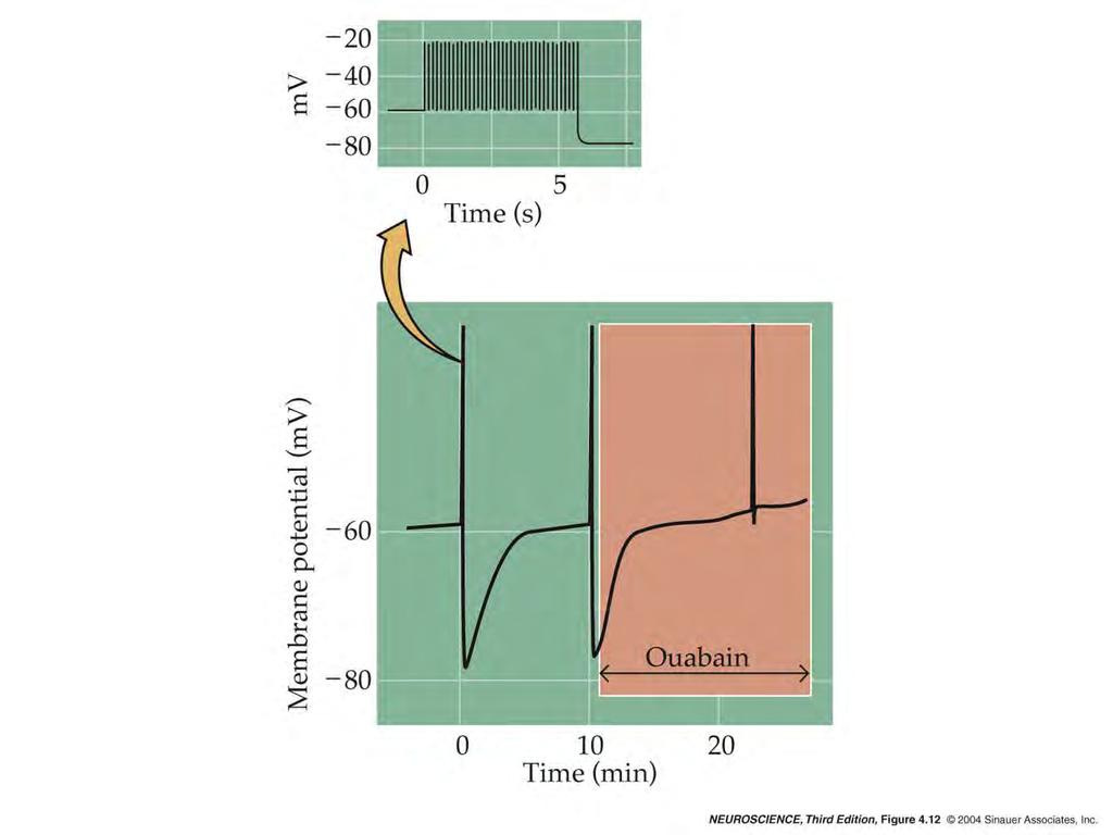 4.12 Electrogenic transport of ions by the Na + /K + pump can influence membrane potential.