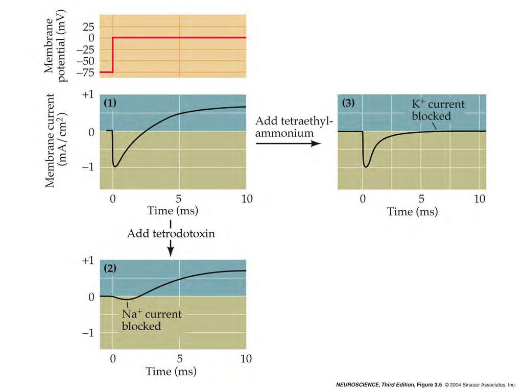 3.5 Pharmacological separation of Na + and K + currents into
