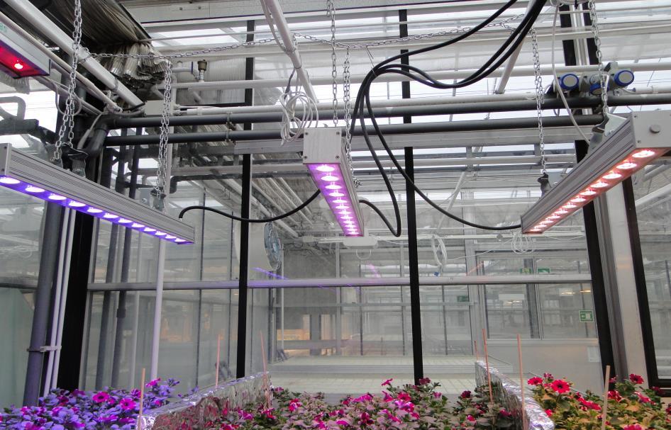 WYKORZYSTANIE LAMP DO PRODUKCJI ROŚLIN RABATOWYCH Rośliny rabatowe (sadzonki i rozsada z siewu a także rośliny mateczne) stanowią ważną pozycję w asortymencie roślin ozdobnych uprawianych pod