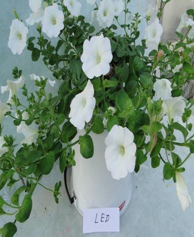 Petunia Pegasus Burgundy