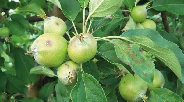 6 Pyrus 400 SC Prymus wśród fungicydów sadowniczych Wysoka skuteczność także w niskich temperaturach. Długie działanie interwencyjne dające możliwość stosowania do 72 godzin po infekcji.