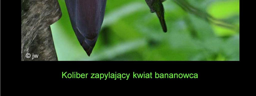 (owadów, ptaków,