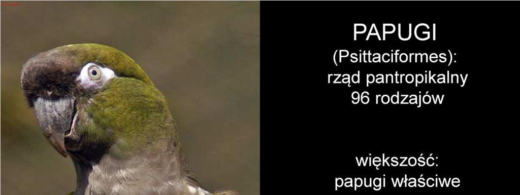 W znacznej