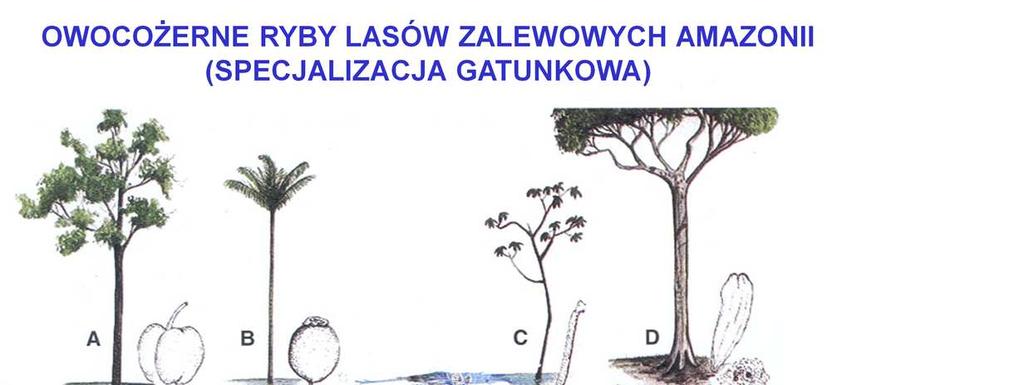Niektóre gatunki ryb są