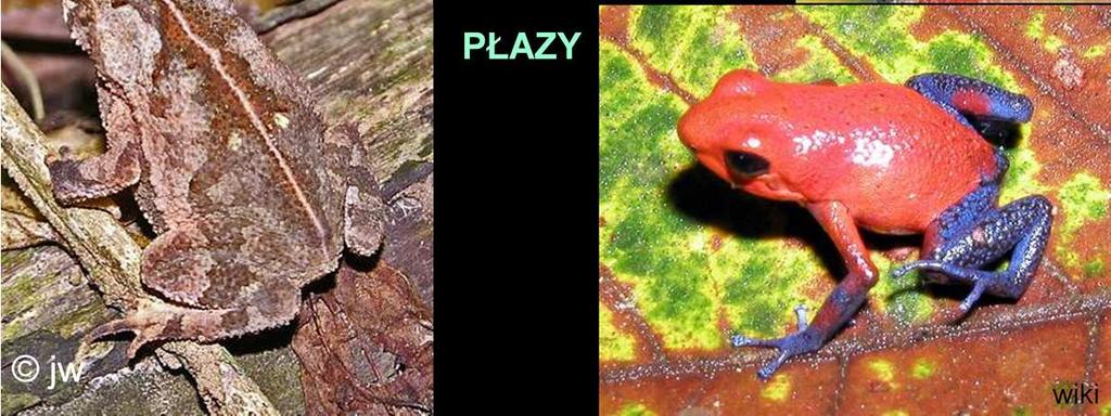ropuchy), w tym fantastycznie ubarwione poison dart frogs