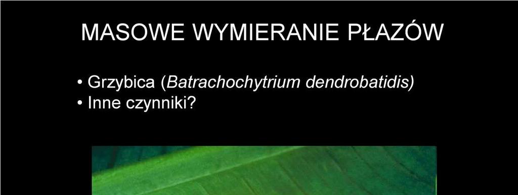 Obecnie trwa dość tajemniczy proces masowego wymierania płazów, który w tropikalnych lasach deszczowych