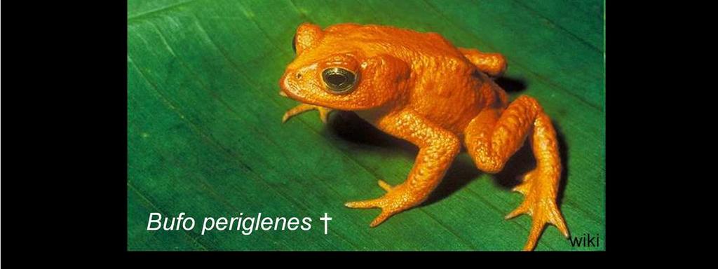 Zidentyfikowano czynnik bezpośrednio odpowiedzialny: grzyb Batrachochytrium dendrobatidis, ale nie wiadomo, czy