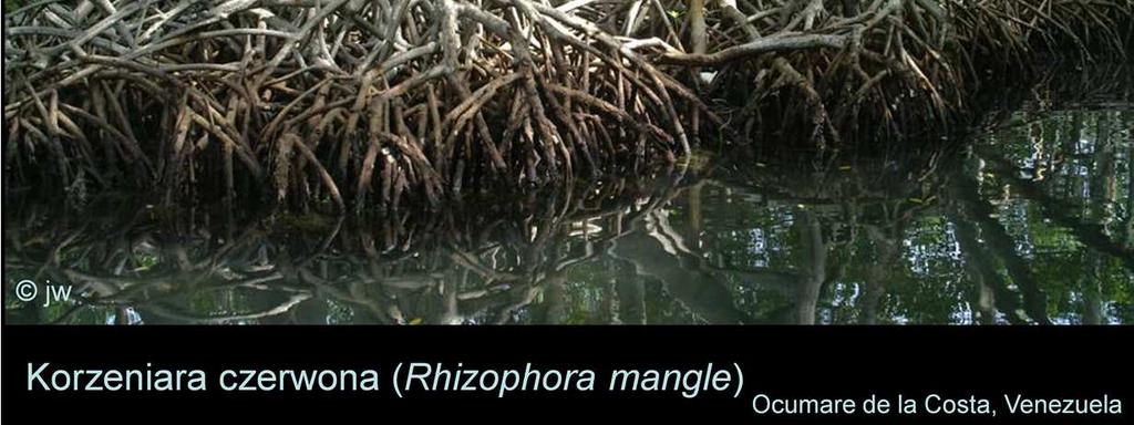 Halofilne mangrowce przegrywają konkurencję z innymi gatunkami drzew tam, gdzie nie ma zasolenia; dlatego lasy mangrove stanowią wąski pas przy brzegu.