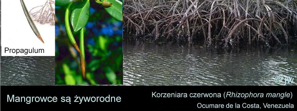wpada roślinka (propagulum), która może pływać, asymilować i rosnąć, a po jakimś