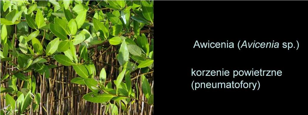 Mangrowce rosną na mulistym, beztlenowym