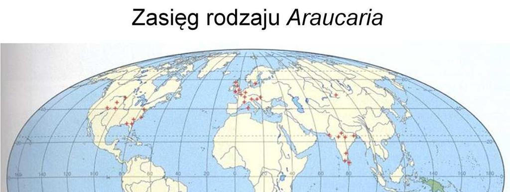 Rodzaj Araucaria, szeroko rozpowszechniony od