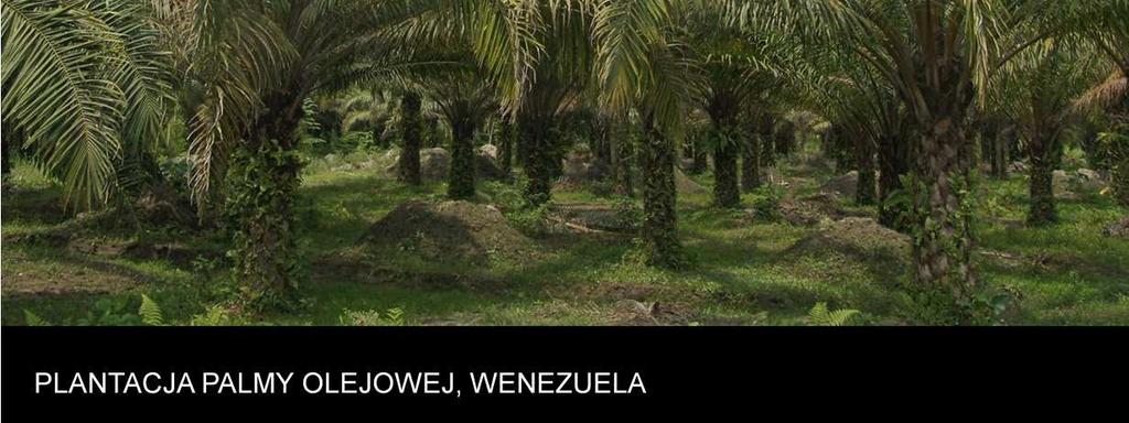 Jej plantacje wypierają naturalna roślinność w