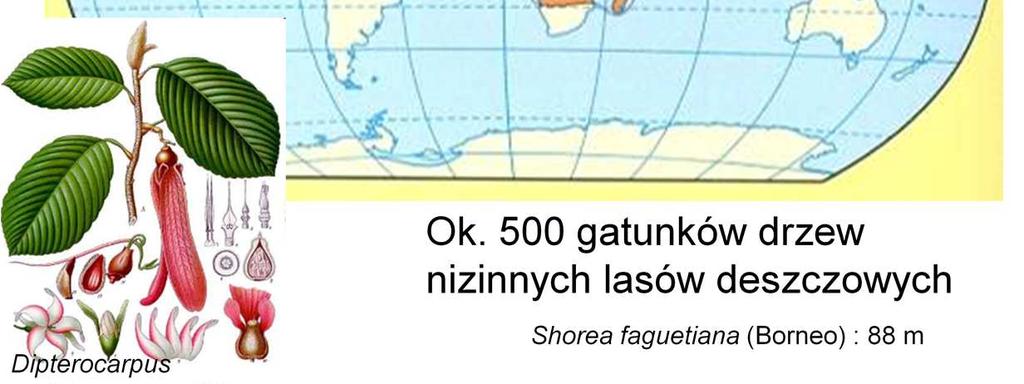 drzew leśnych jest