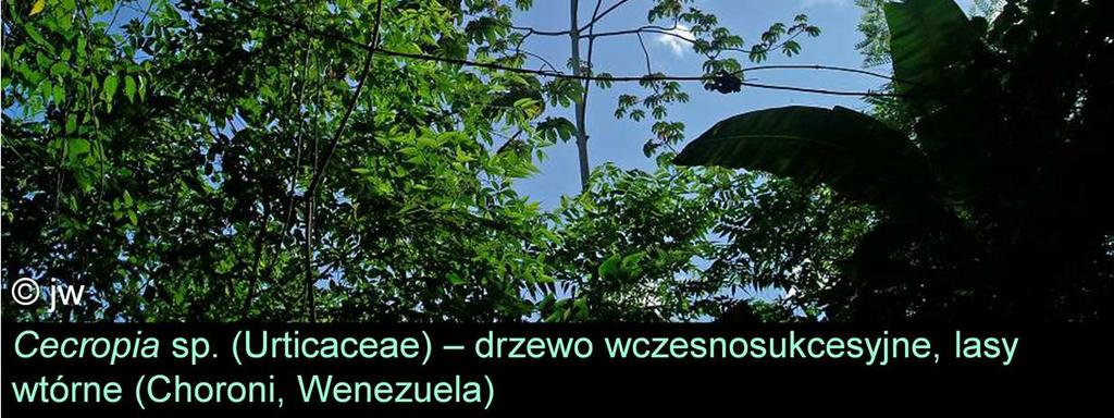 Owoce snake fingers Indianie dawali psom pogryzionym przez jadowite węże.