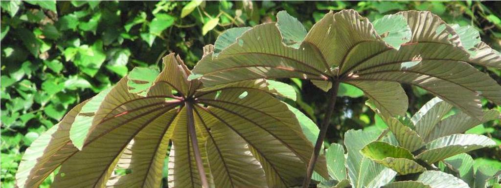 Cecropia sp.