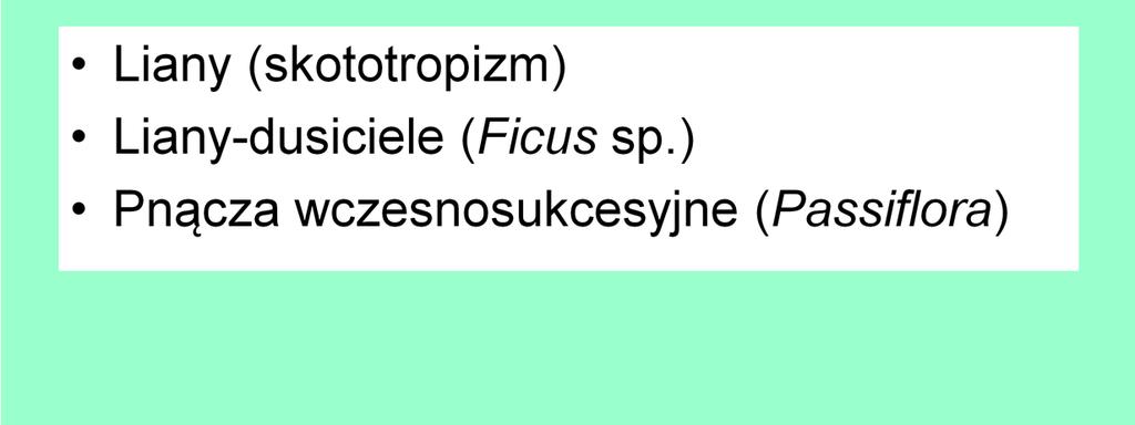 strategie roślin lasu