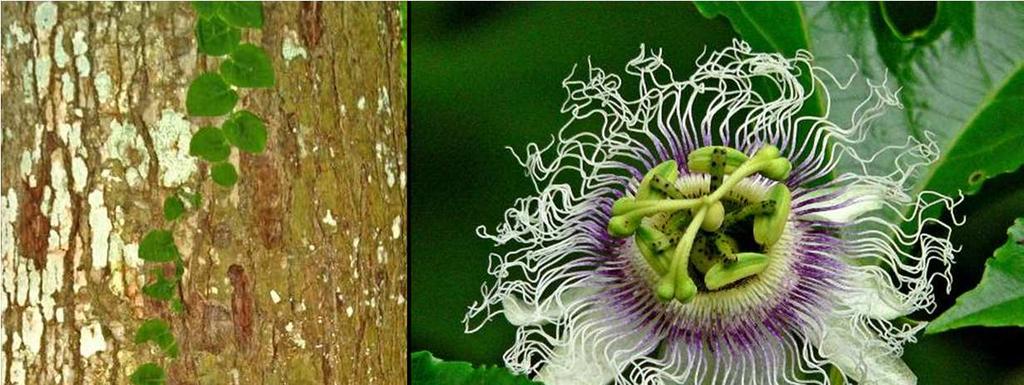 Pnącza w rodzaju Passiflora czy