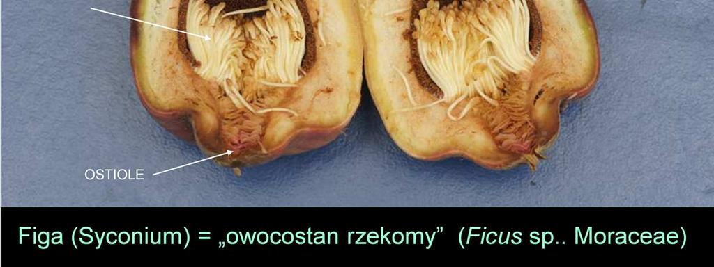 Osy giną, z zapłodnionych kwiatów powstają nasiona, i wylęgają się bezskrzydłe samce, kopulują z samicami jeszcze w galasach, po czym się wygryzają z syconium.
