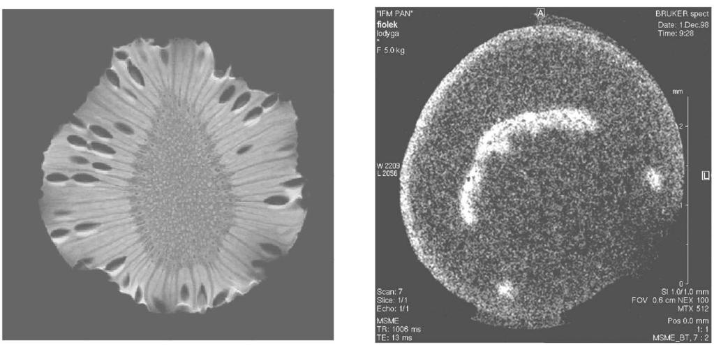 Rys. 6. Obrazy tomograficzne owocu kiwi (z lewej, zob. też ilustrację na okładce) i łodygi fiołka afrykańskiego, uzyskane przy zastosowaniu sekwencji impulsów przedstawionej na rys.