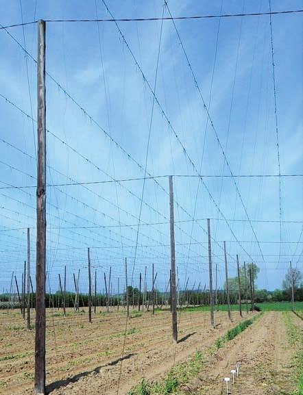 obornika można go zastąpić nawozem zielonym. W takiej sytuacji należy zaplanować odpowiedni przedplon z przeznaczeniem na przyoranie.