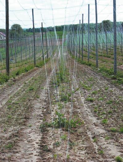 Po upływie 4 6 tygodni od nawożenia organicznego stosuje się odpowiednie nawożenie mineralne ustalone w oparciu o wyniki analiz chemicznych gleby.