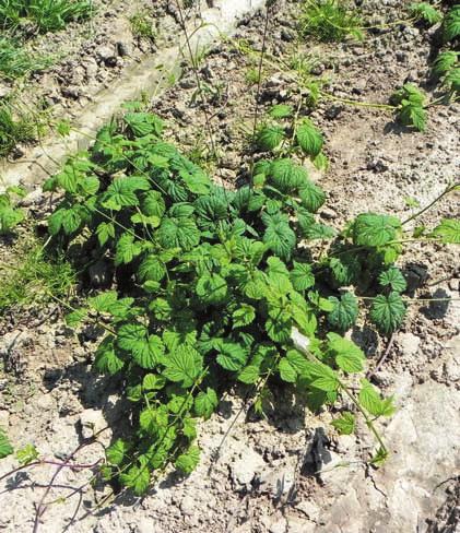 Fot. 5. Roślina chmielu przed naprowadzeniem pędów na przewodniki. Pędy o widocznie ciemniejszych liściach wyrastają ze szczytowej części karpy i nie powinny być naprowadzone na przewodniki Fot. 6.