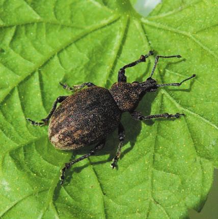 5.1.3. Opuchlak lucernowiec Opuchlak lucernowiec (Otiorhynchus ligustici L.) chrząszcz z rodziny ryjkowców jest szkodnikiem o szerokim zakresie roślin żywicielskich.