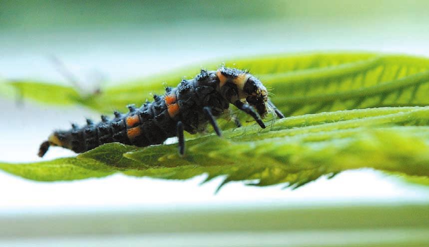 drapieżne gatunki roztoczy. Naturalni wrogowie mogą skutecznie utrzymywać liczebność szkodników poniżej progu ekonomicznej szkodliwości.