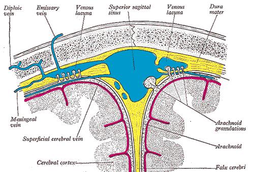Opony mózgowo-rdzeniowe Ośrodkowy układ nerwowy otoczony jest włóknistymi błonami oponami mózgowo-rdzeniowymi.