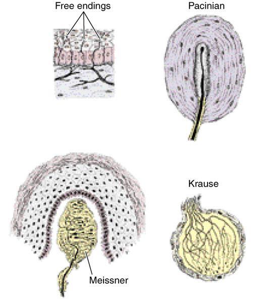zakończeniach nerwowych. Występują w postaci wolnych zakończeń nerwowych lub wyspecjalizowanych struktur otorbionych (obecność tkanki łącznej).