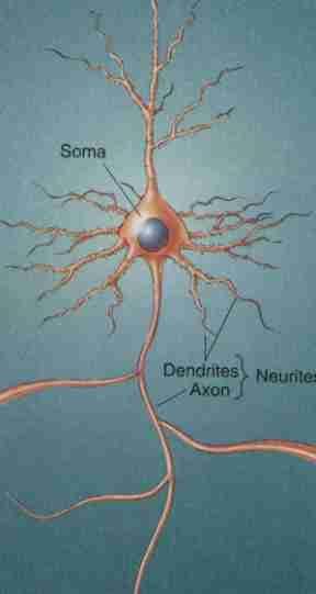 Wypustki komórek nerwowych - akson Wypustka osiowa (akson, neuryt) zawsze pojedyncza wypustka neuronu. Odchodzi od perikrionu w punkcie zw.