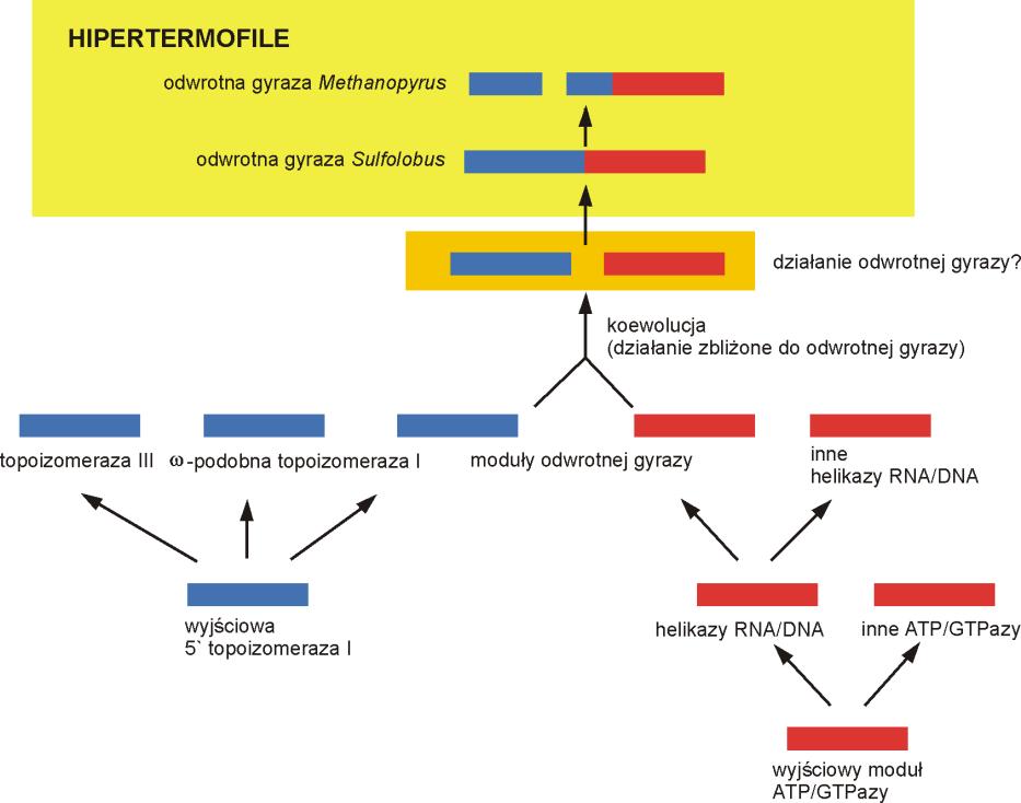Methanothermus ARCHEOBAKTERIE zaawansowane ewolucyjnie Methanococcus pilii