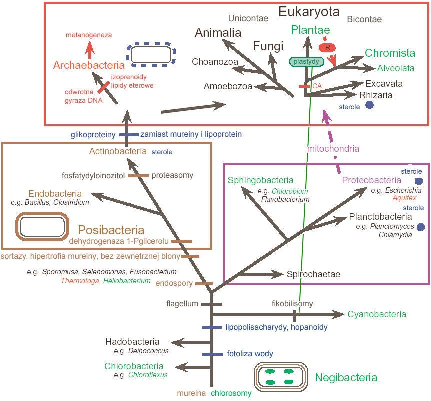 MIEJSCE archeobakterii lepiej uzasadniona pierwotność sinic wtórność