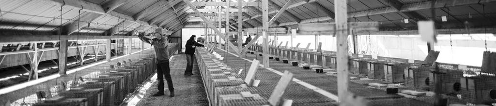 Produkcja skór zwierząt hodowlanych W ponad stuletniej praktyce hodowli zwierząt futerkowych na fermach powstało wiele dobrych praktyk.