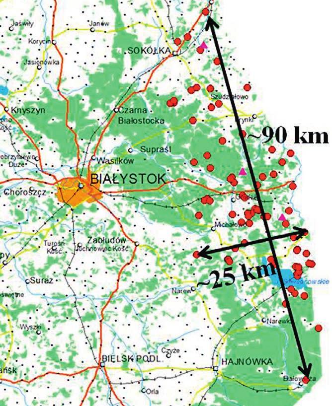 Ryc. 1. Odległości (km) między skrajnie zlokalizowanymi przypadkami ASF (w kierunku na zachód oraz północ południe) z Białorusią.
