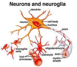 Komórki neurogleju odgrywają
