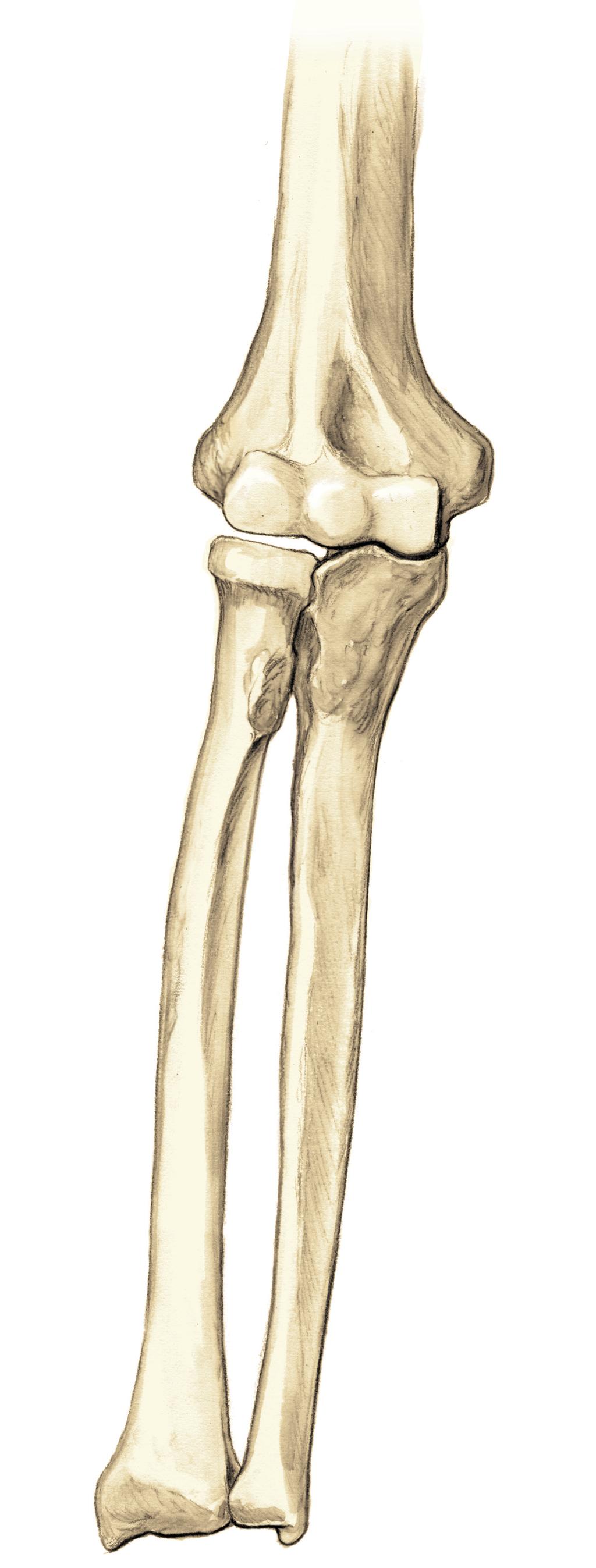 Rozdział 3 65 crista supracondylaris lateralis fossa radialis epicondylus lateralis crista