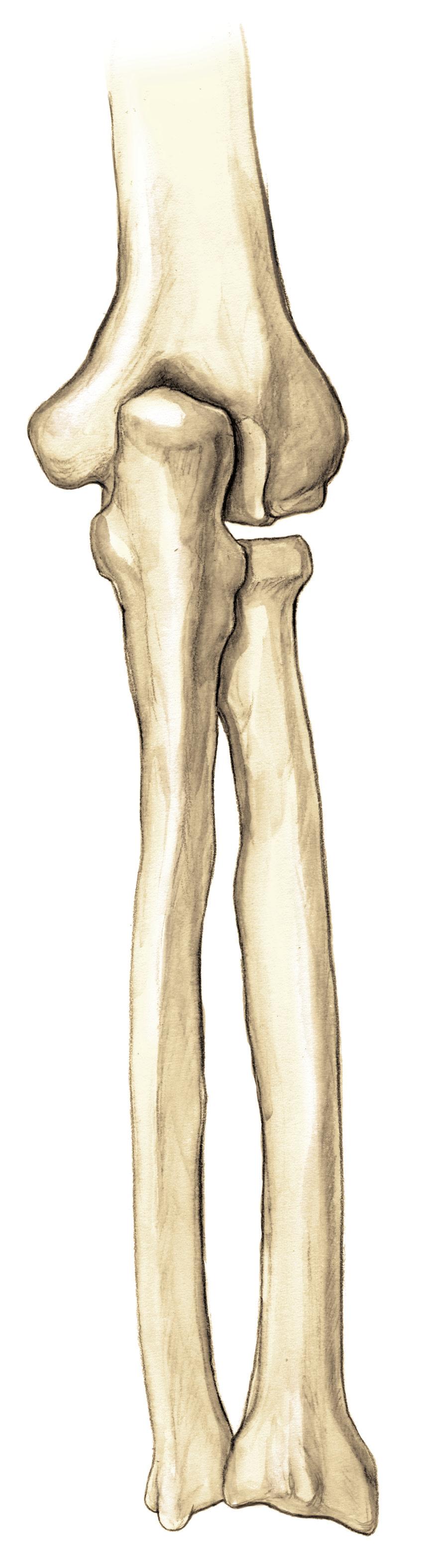 66 Rozdział 3 fossa olecrani crista supracondylaris medialis epicondylus medialis olecranon