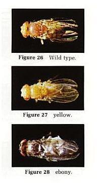 Mutanty barwy ciała Drosophila