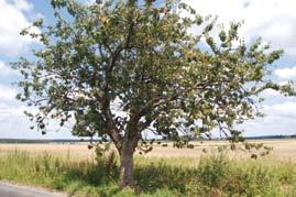 nasadzeniowego. Drzewa rosnące w alei najczęściej wykształcają duże, kuliste korony.