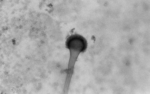 Moulds and dermatophytes isolated from respiratory ontocenosis of the surveyed students (Faculty of Veterinary Medicine, University of Warmia and Mazury in Olsztyn) Ontocenoza/Sezon