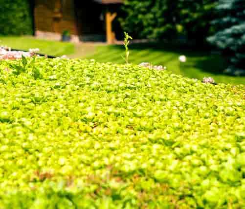 Wygląd maty w okresie letnim i wczesnojesiennym Zastosowanie: Gotowa do montażu wegetacyjna warstwa skośnego dachu zielonego, uprawiana przez 1,5 roku, rozwijana z rolki bezpośrednio na połaci dachu.