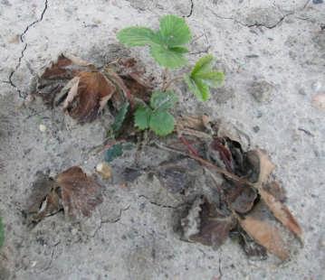 plant (1) Rys. 3.