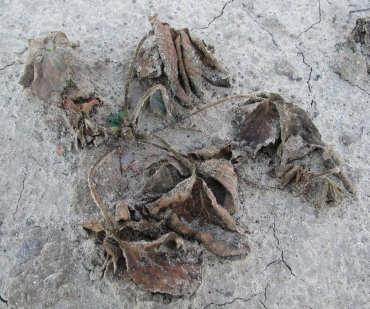 Medium plant (3) Rys. 4.